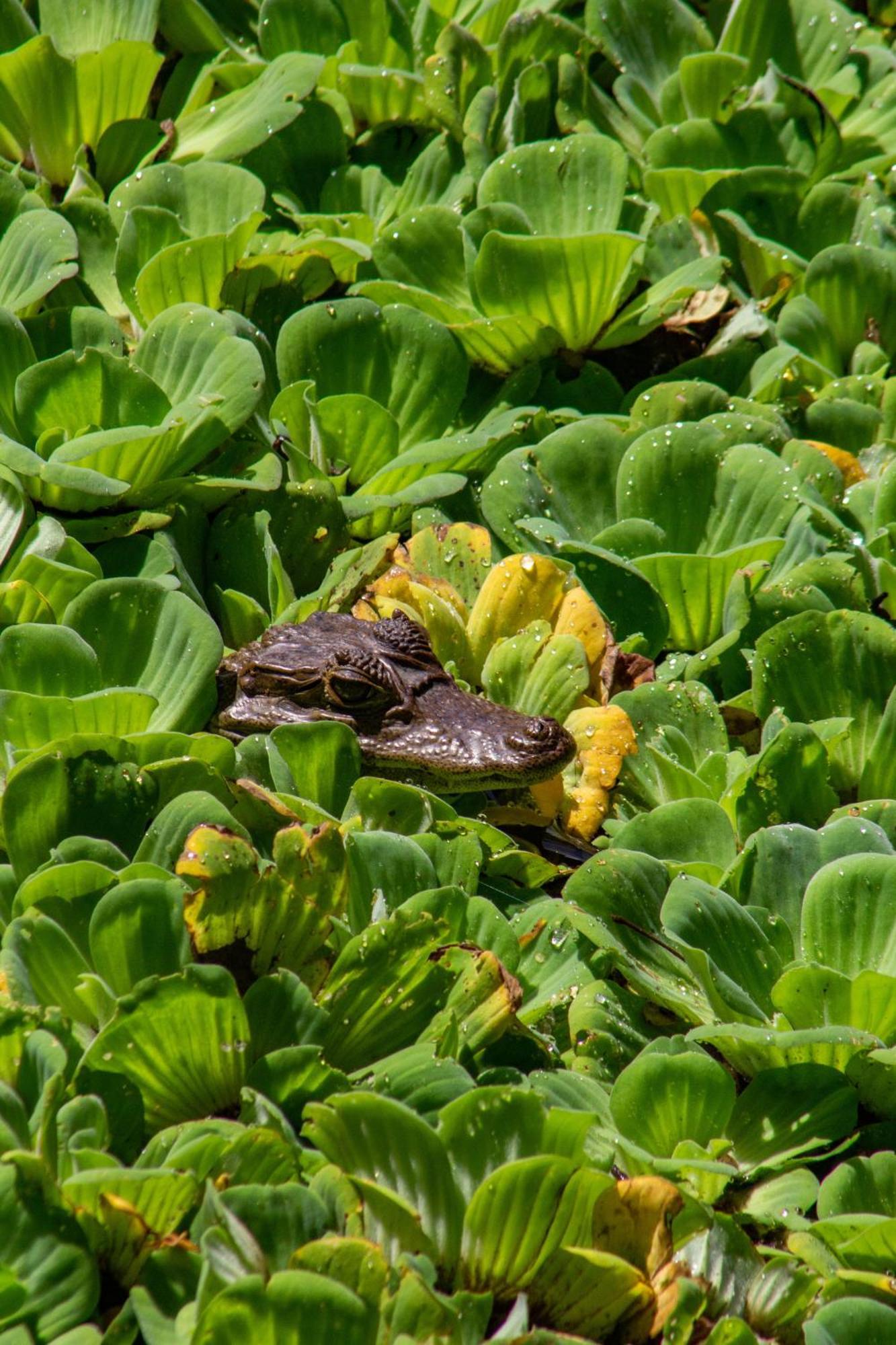 Finca Ecoturistica Los Jagueyes Baraya Εξωτερικό φωτογραφία